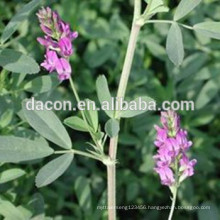 Alfalfa Grass Powder